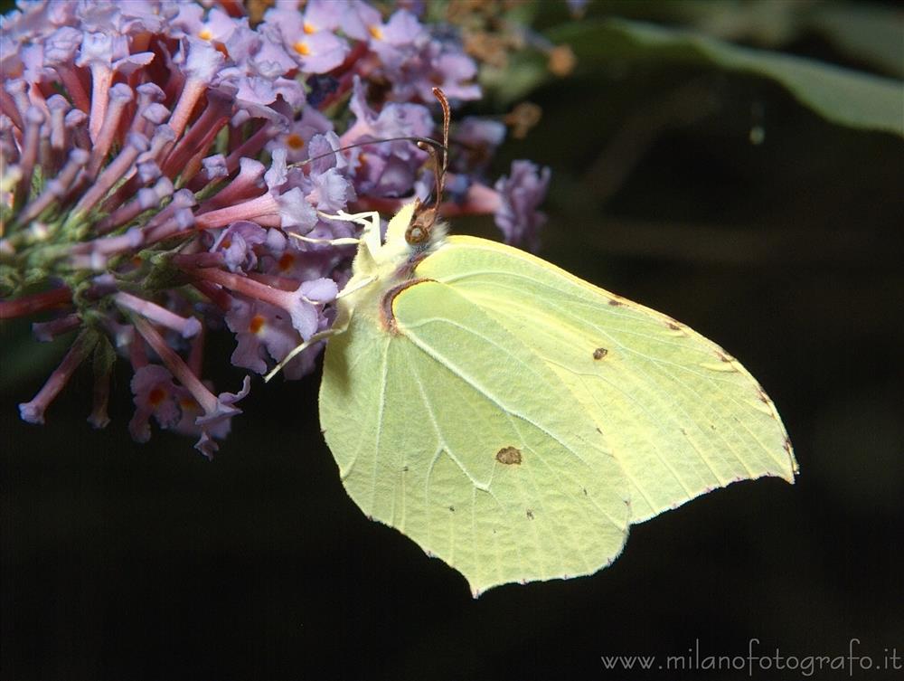 Cadrezzate (Varese) - Gonepteryx rhamni su  Buddleja davidii